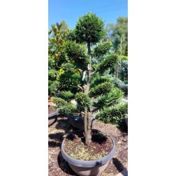 Cupr.ley."CG" CLT55 BONSAI leylandi ciprus