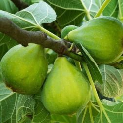 FICUS CARICA FIORONE BIANCO CLT. 10 Füge