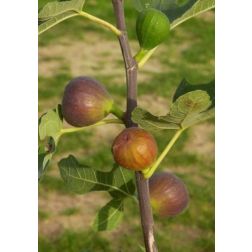 FICUS CARICA VIOLETTE DAUPHINE CLT. 10 HALF STANDARD füge