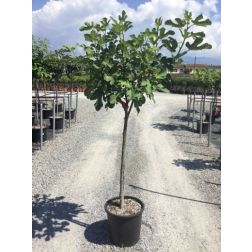 FICUS CARICA BROWN TURKEY CLT. 5 MINI STANDARD füge