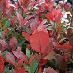 PHOTINIA FRASERI LITTLE RED ROBIN (NANA) CLT. 45 POMPONS Korallberkenye