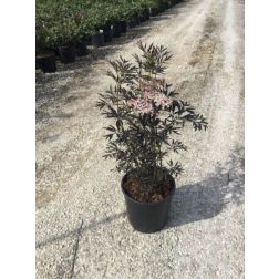 SAMBUCUS NIGRA BLACK LACE (R) CLT. 10 szeldelt bordó levelű bodza