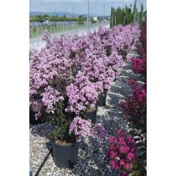 LAGERSTROEMIA INDICA RHAPSODY IN PINK (R) CLT. 15 kínai selyemmirtusz