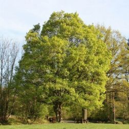 ACER CAMPESTRE CLT. 18 8/10 STANDARD Mezei juhar