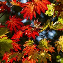 ACER JAPONICUM VITIFOLIUM LCI 10 BONSAI Vörösvirágú juhar