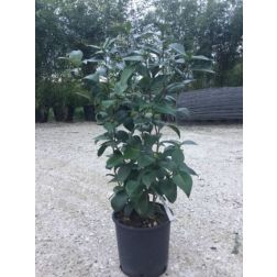 CAMELLIA JAPONICA NUCCIO"S GEM CLT. 7 jap&aacute;n kam&eacute;lia