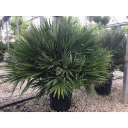 CHAMAEROPS HUMILIS CLT. 30 80/100 MULTI-STEMMED lószőrpálma