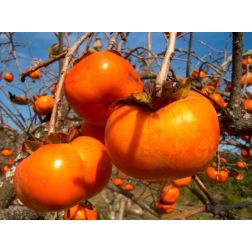 DIOSPYROS KAKI TIPO CLT. 10 MINI STANDARD Datolyaszilva