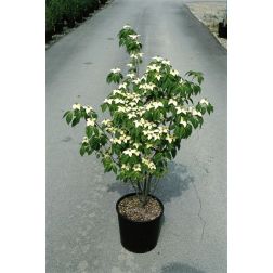 CORNUS KOUSA CHINA GIRL CLT. 5 csillagsom