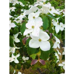 CORNUS KOUSA MILKY WAY CLT. 5 csillagsom
