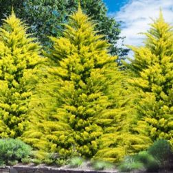 CUPRESSOCYPARIS LEYLANDII GOLD RIDER CLT. 45 BONSAI Leyland ciprus