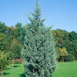 Cupressus a."Fastigiata" CLT5
