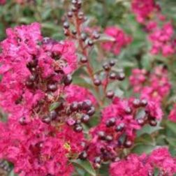 LAGERSTROEMIA INDICA DOUBLE FEATURE (R) CLT. 10 Selyemmirtusz