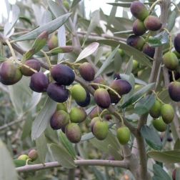 OLEA EUROPAEA LECCINO  CLT. 30 10/12 HALF STANDARD  Olajfa