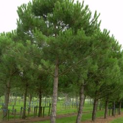 PINUS PINEA CLT. 55 200/250 14/16 STANDARD Mandulafenyő