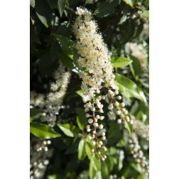 PRUNUS LUSITANICA ANGUSTIFOLIA CLT. 10 babérmeggy