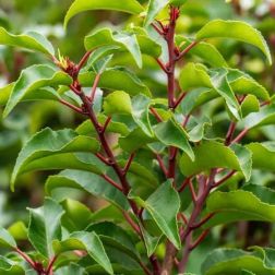 PRUNUS LUSITANICA BRENELIA (R)  CLT. 5  Babérmeggy