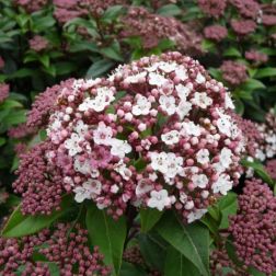 VIBURNUM TINUS SPIRIT (R) CLT. 5 Téli bangita
