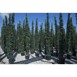 HEDERA HIBERNICA LV 6 CONE borostyán