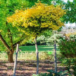 GINKGO BILOBA MARIKEN CLT. 30 10/12 STANDARD Páfrányfenyő