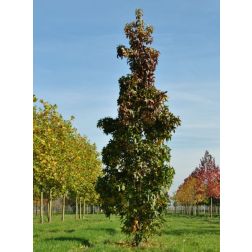 LIQUIDAMBAR STYRACIFLUA SLENDER SILHOUETTE CLT. 18 175/200 FEATHERED Amerikai ámbrafa