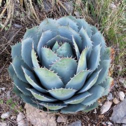 AGAVE PARRASANA LV 6 Agávé