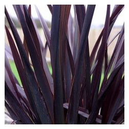 PHORMIUM TENAX BLACK ADDER CLT. 10 vászonfű