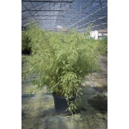 FARGESIA RUFA CLT. 5 panda bambusz