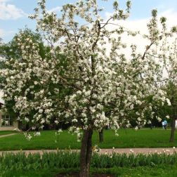 Alma fajta Malus Dom. Silver Garden mini törzses CLT10
