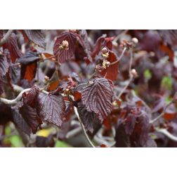 Corylus contorta"Red Majestic"CLT15 csavart mogyoró