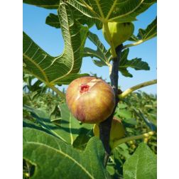 FICUS CARICA DE DALMATIE CLT. 10 füge