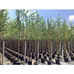 BETULA ALBA (PENDULA) CLT. 18 8/10 STANDARD fehér nyírfa