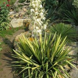 YUCCA FILAMENTOSA GOLDEN SWORD LV 12 Pálmaliliom