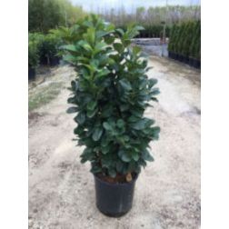 PRUNUS LAUROCERASUS ETNA (R) CLT. 12 HALF STANDARD babérmeggy