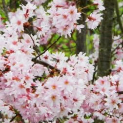 PRUNUS SUBHIRTELLA FUKUBANA CLT. 18 HALF STANDARD Higan díszcseresznye