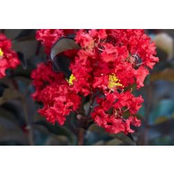 LAGERSTROEMIA BLACK DIAMOND (R)BEST RED CLT. 15 HALF STANDARD kínai selyemmirtusz