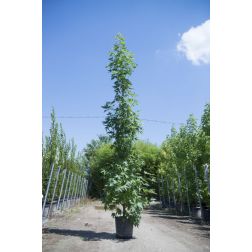 LIQUIDAMBAR STYRACIFLUA STELLA CLT. 18 150/175 FEATHERED amerikai ámbrafa