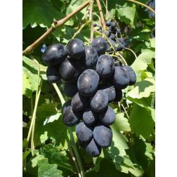 Vitis vinifera "Black Magic" CLT5