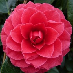 CAMELLIA JAPONICA BLACK LACE CLT. 15 Japán kamélia