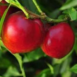 PRUNUS NUCIPERSICA NECTARED 4 CLT. 6 HALF STANDARD Nektarin