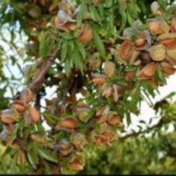 PRUNUS DULCIS (MANDORLO) SUPERNOVA CLT. 6 HALF STANDARD Mandula