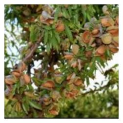 PRUNUS DULCIS (MANDORLO) SUPERNOVA  CLT. 10 HALF STANDARD  mandula