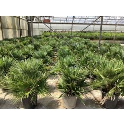 CHAMAEROPS HUMILIS CLT. 15 60/80 MULTI-STEMMED lószőrpálma
