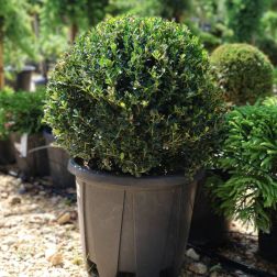 Ilex crenata "Glory Gem" CLT10 BALL magyal