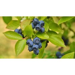 Vaccinium corymb."Brigitta Blue" fürtös áfonya