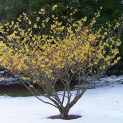HAMAMELIS INT. ARNOLD PROMISE CLT. 10 Varázsmogyoró