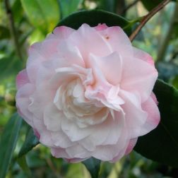 CAMELLIA JAPONICA NUCCIO"S PEARL CLT. 15 Japán kamélia