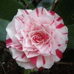 CAMELLIA JAPONICA BONOMIANA CLT. 15 Japán kamélia