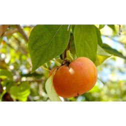 Diospyros kaki "Choccolatino" CLT12 datolyaszilva