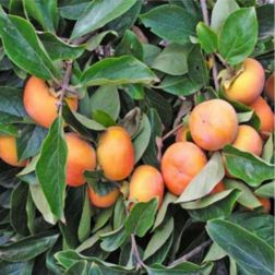 DIOSPYROS KAKI JIRO CLT. 12 HALF STANDARD datolyaszilva